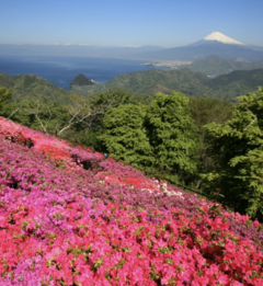 ~~富士山とつつじ~~