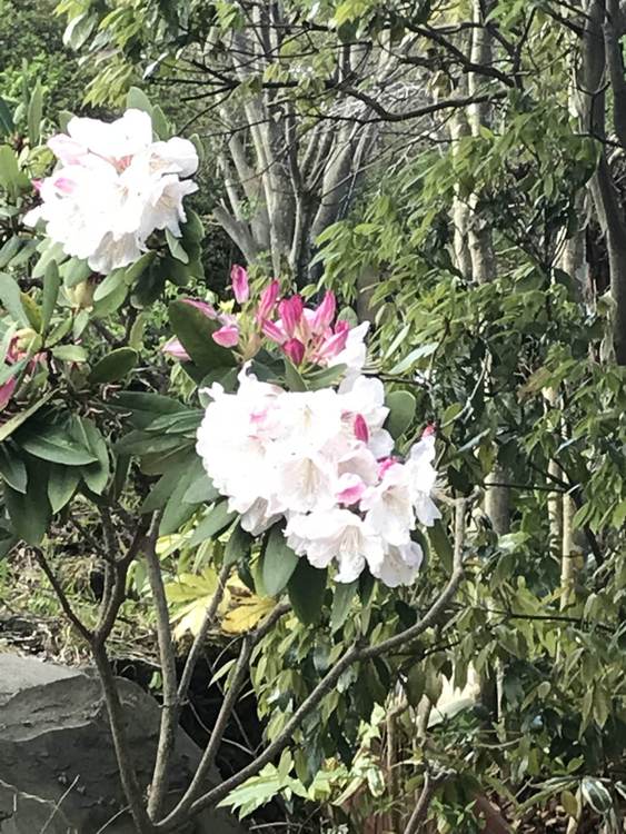 =しゃくなげ　石楠花＝