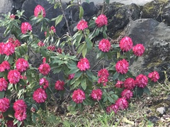=しゃくなげ 石楠花=