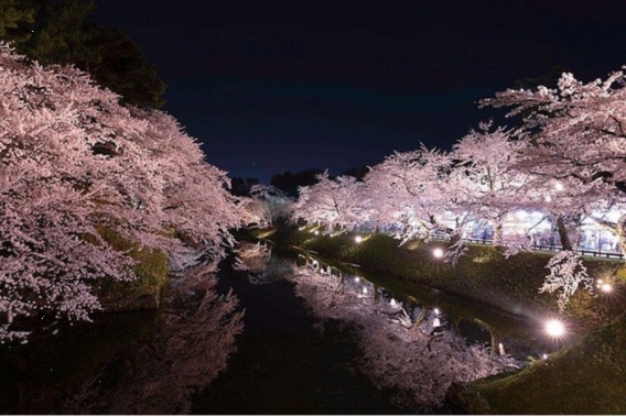 ～桜～