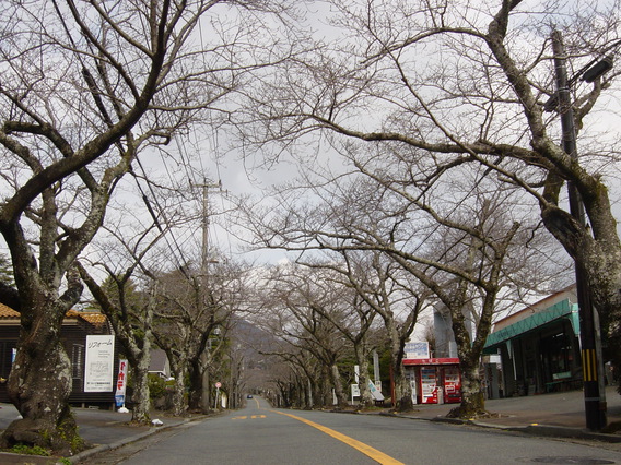 桜咲く　Sakura　Lounge