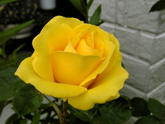 薔薇が咲いた♪