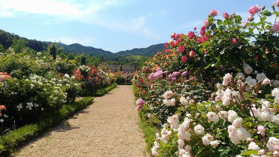 ～河津バガテル公園～