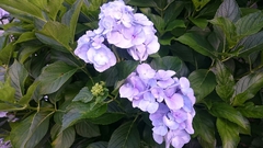 ~紫陽花~