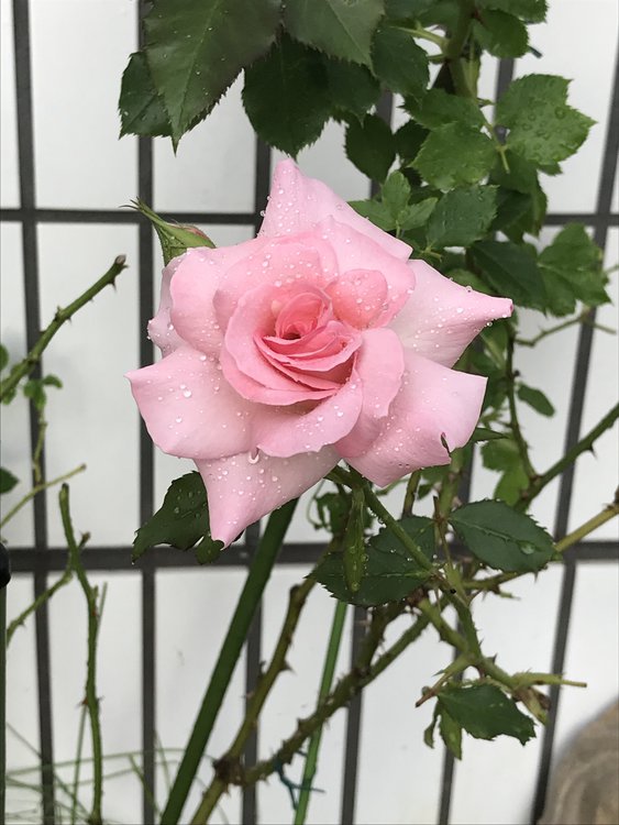 ”台風が来る”