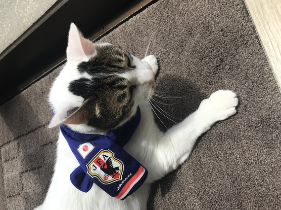 ∻ワールドカップ敗退∻