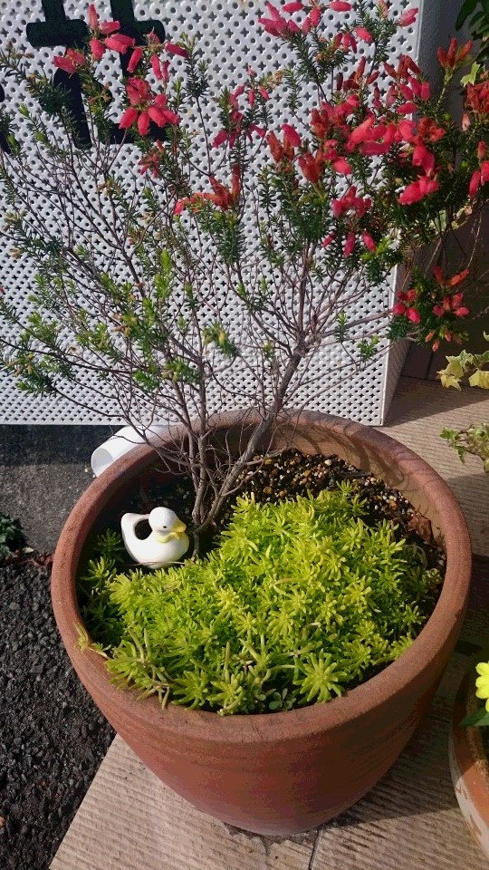 ～多肉植物～