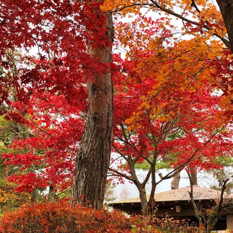 ～山中湖の紅葉～