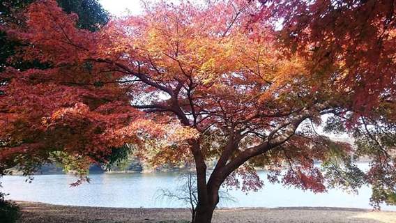 『伊豆の瞳』一碧湖の紅葉～