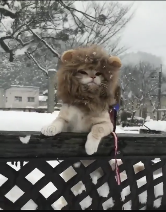 ＊＊ライオンだぁ～＊＊