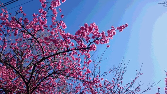 ❀伊豆高原の河津桜❀