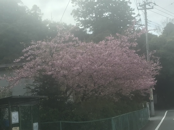 ”桜ーさくら－サクラ”