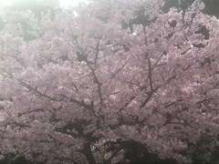 ”桜ーさくら-サクラ”