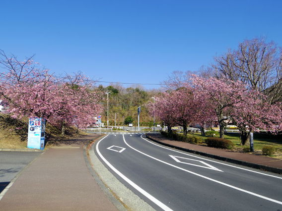 ❀伊豆高原おおかん桜イベント❀