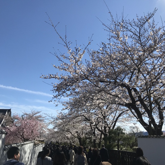 ＊富士山&桜＊