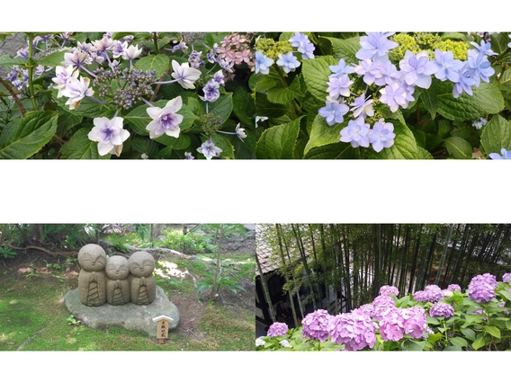 「長谷寺」のあじさい