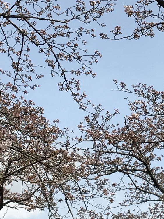 ＝桜情報＝　イトーピア