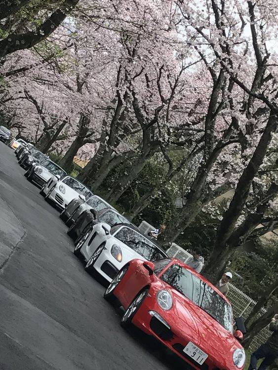 =桜情報＝イトーピア