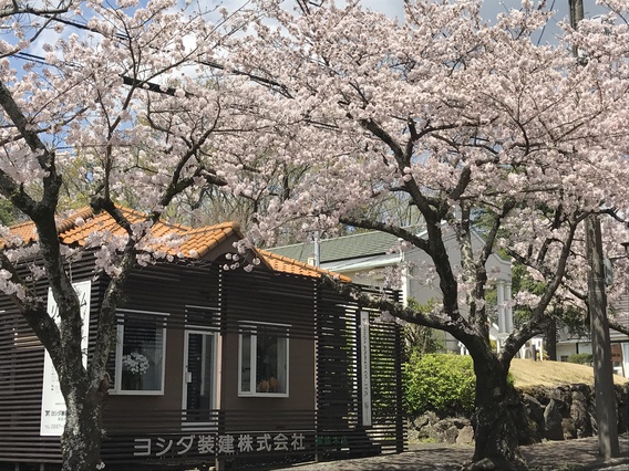=桜情報＝　本社&桜並木支店