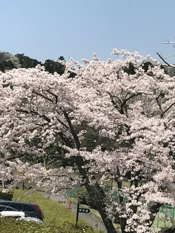 =桜情報＝