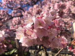 ❀あたみ桜 糸川桜まつり❀