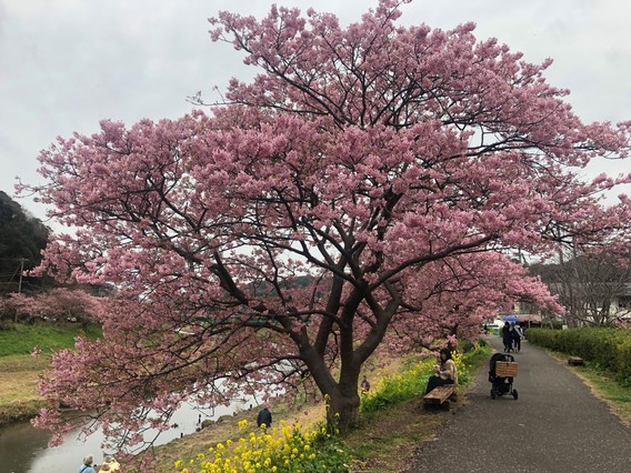  ❀みなみの桜と菜の花まつり❀