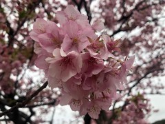 ❀みなみの桜と菜の花まつり❀