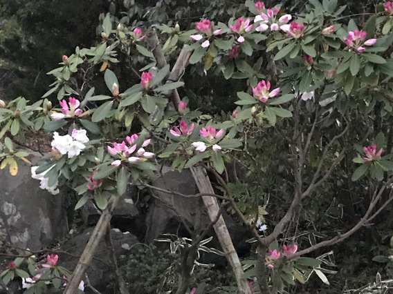 しゃくなげ　洋＆和