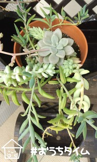 ~多肉植物~