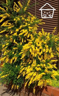 MY GARDEN ✿~エニシダ~✿