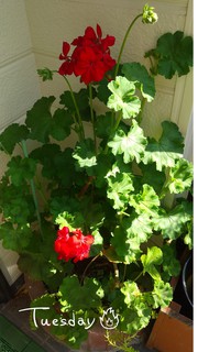 MY GARDEN ✿~ゼラニウム~✿