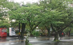 ☂梅雨明けはいつ?☂